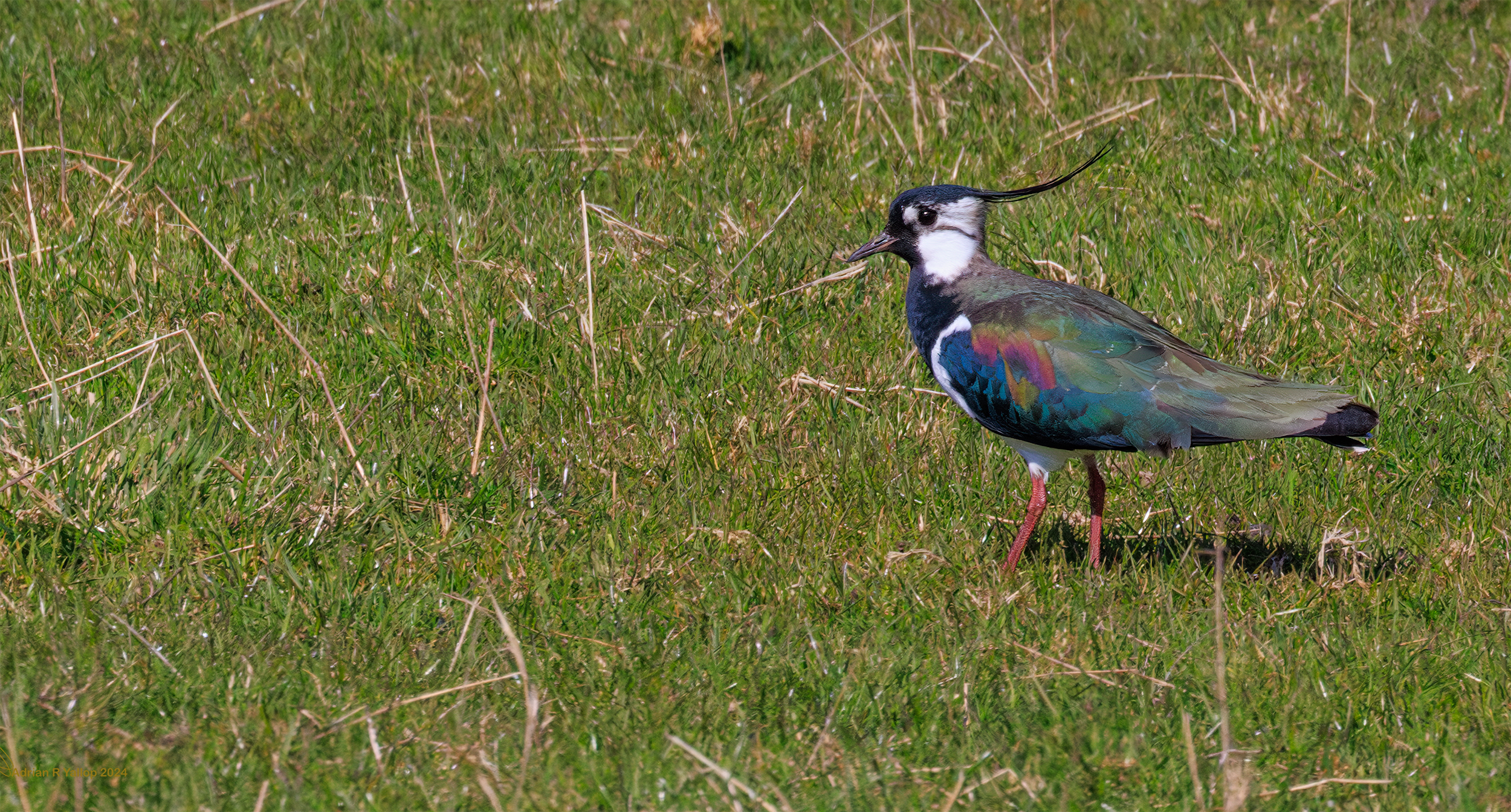 Vanellus vanellus